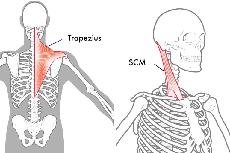 Neck Anatomy - Trapezius & SCM