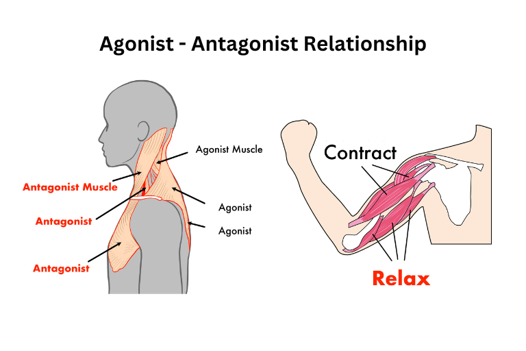 Agonist - Antagonist Relationship for neck spasm
