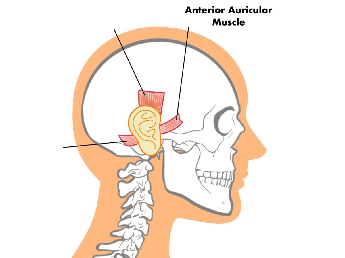 Anterior Auricular muscle