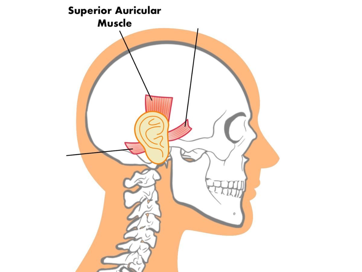 Superior Auricular Muscle