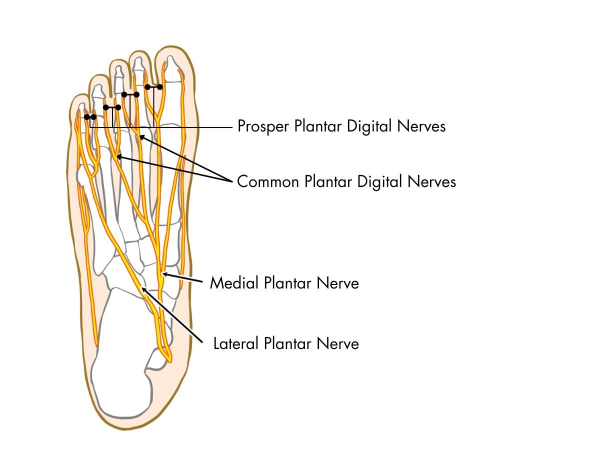 Foot Nerves