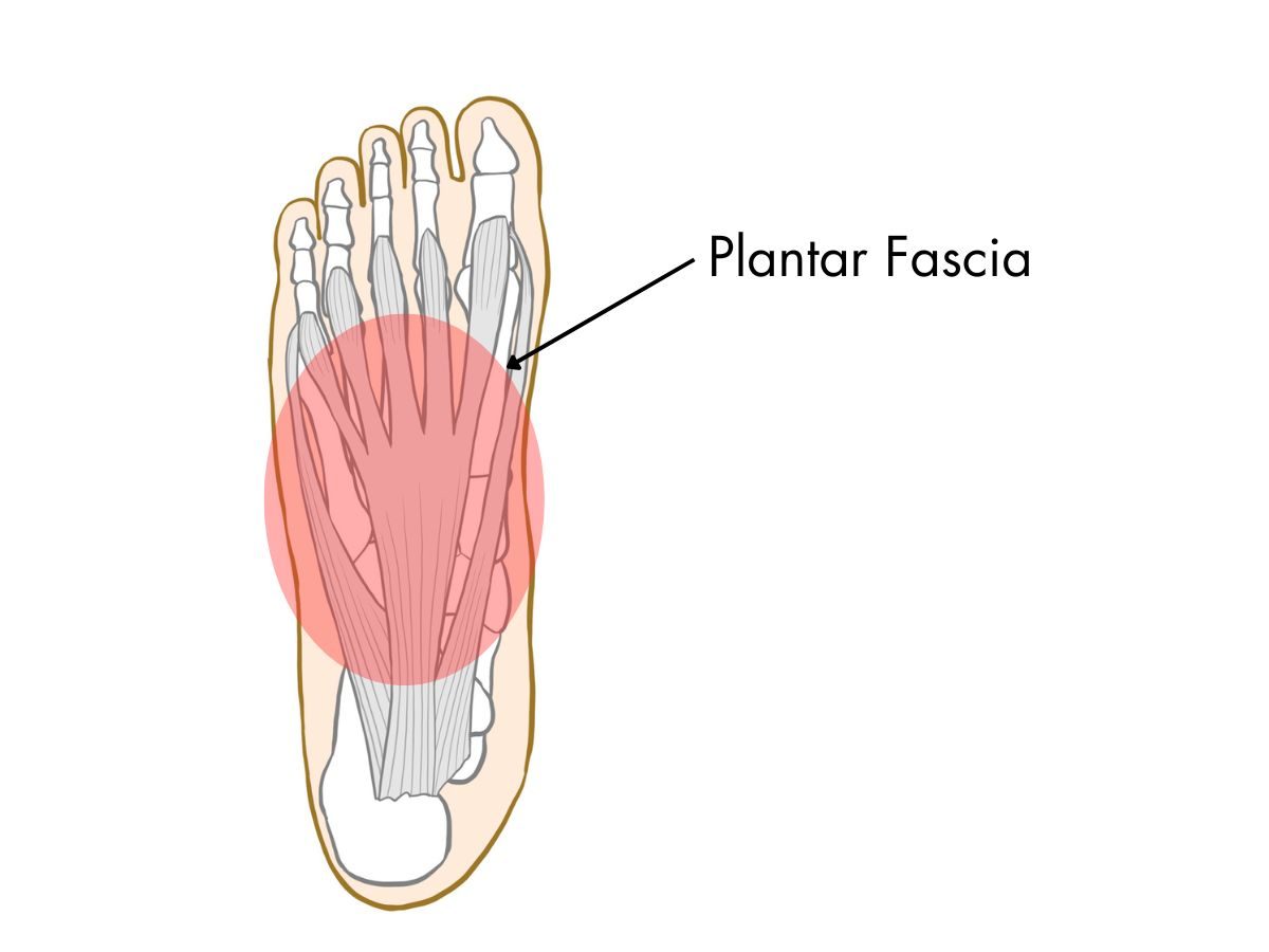 Plantar Fascia