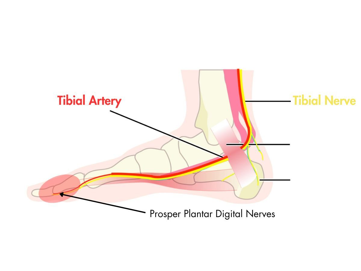 Prosper Plantar Digital Nerves