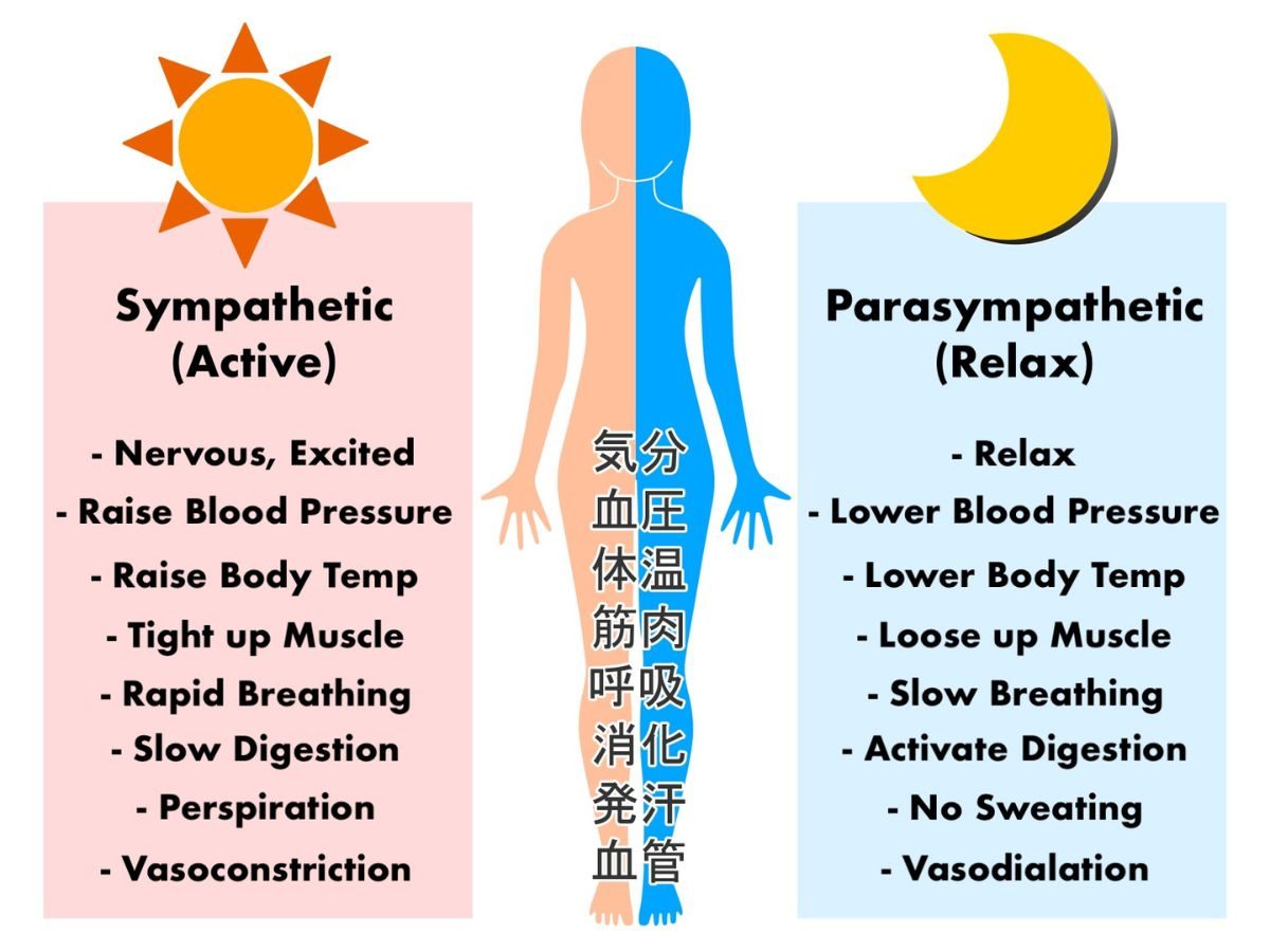 Autonomic nervous System
